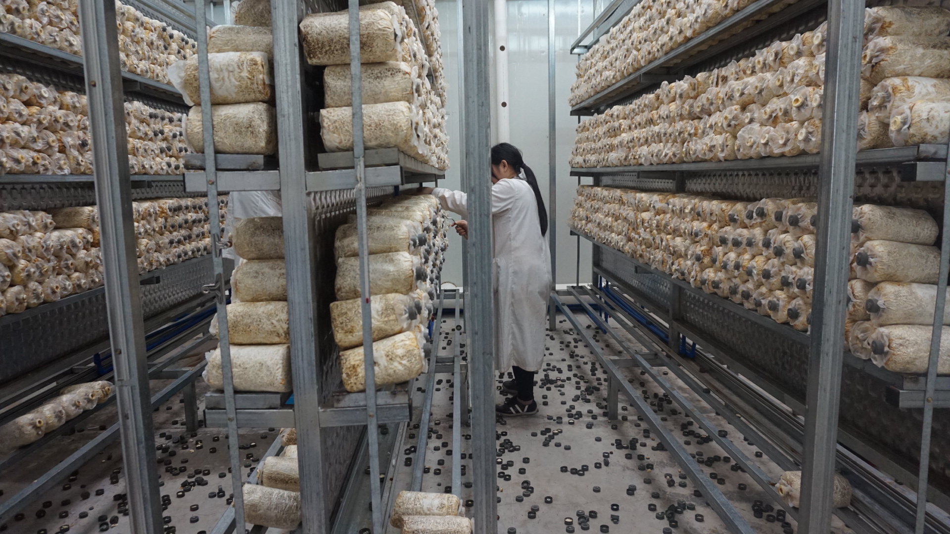 菌丝体培养后 技术人员对开苞的灵芝进行开盖